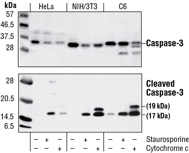 Cleaved Caspase-3 (Asp175) Antibody - #9661